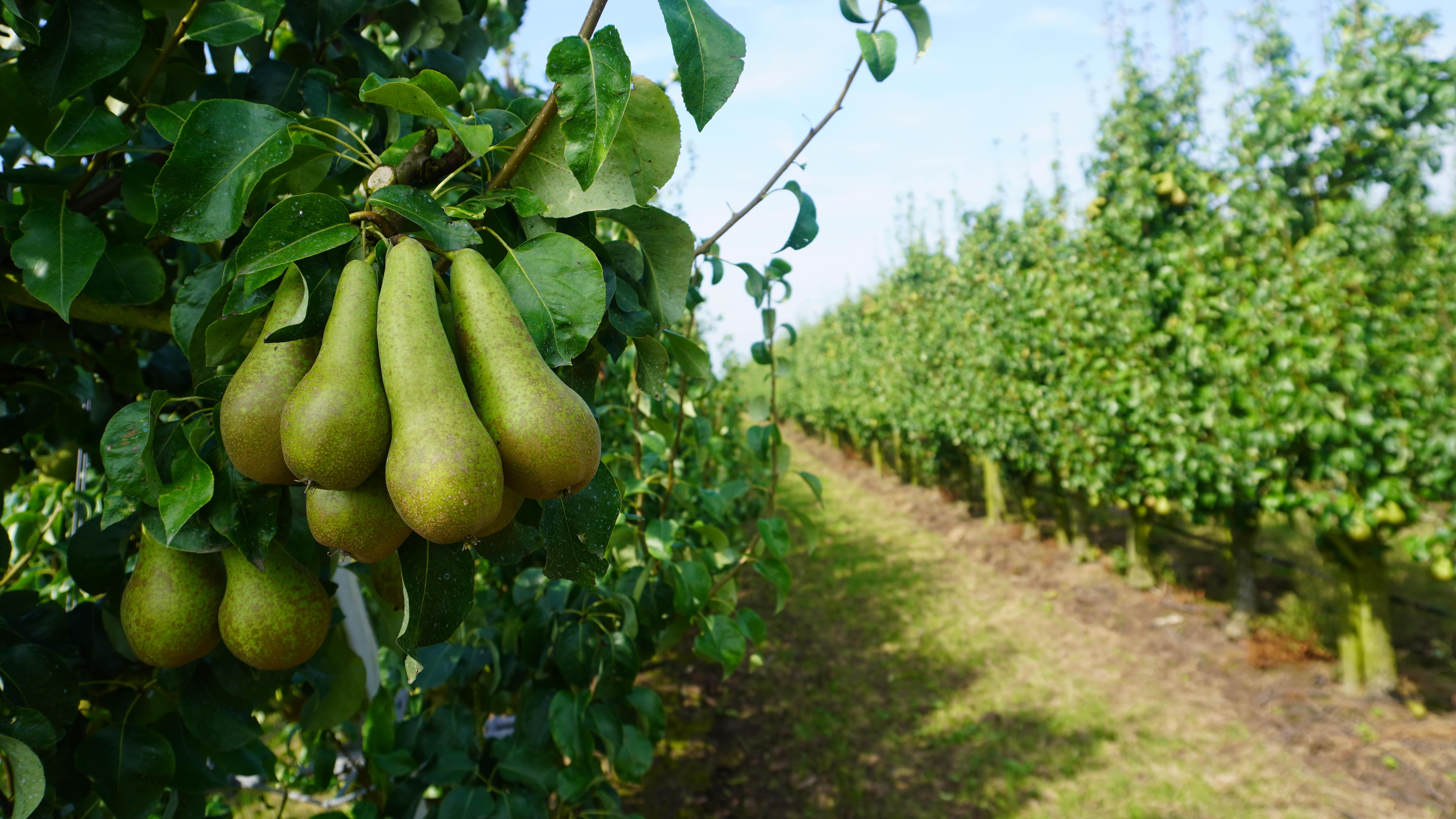 Klant in beeld: Fruitbedrijf Horstink