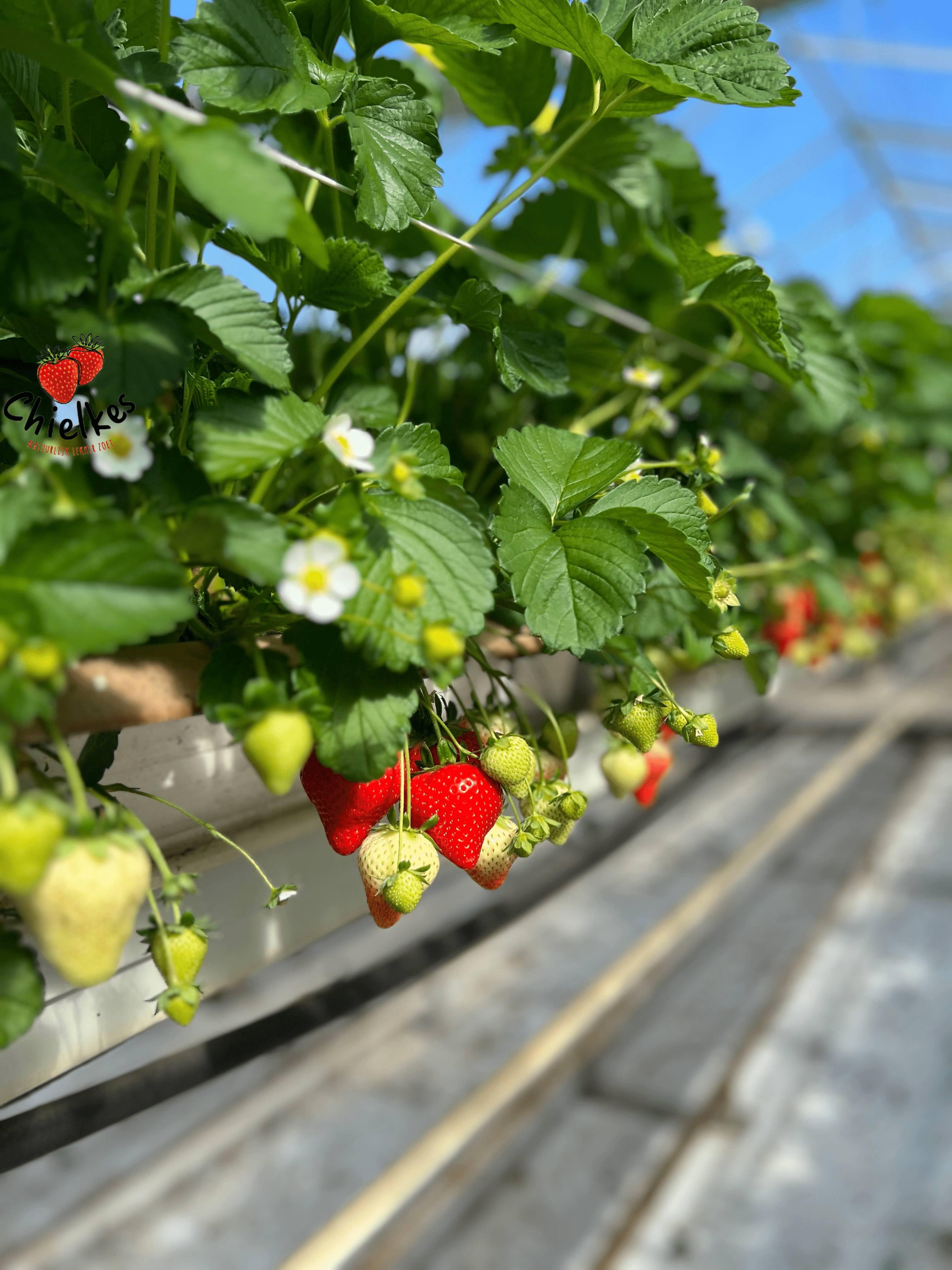 Een kijkje achter de schermen: Chielkes aardbeien