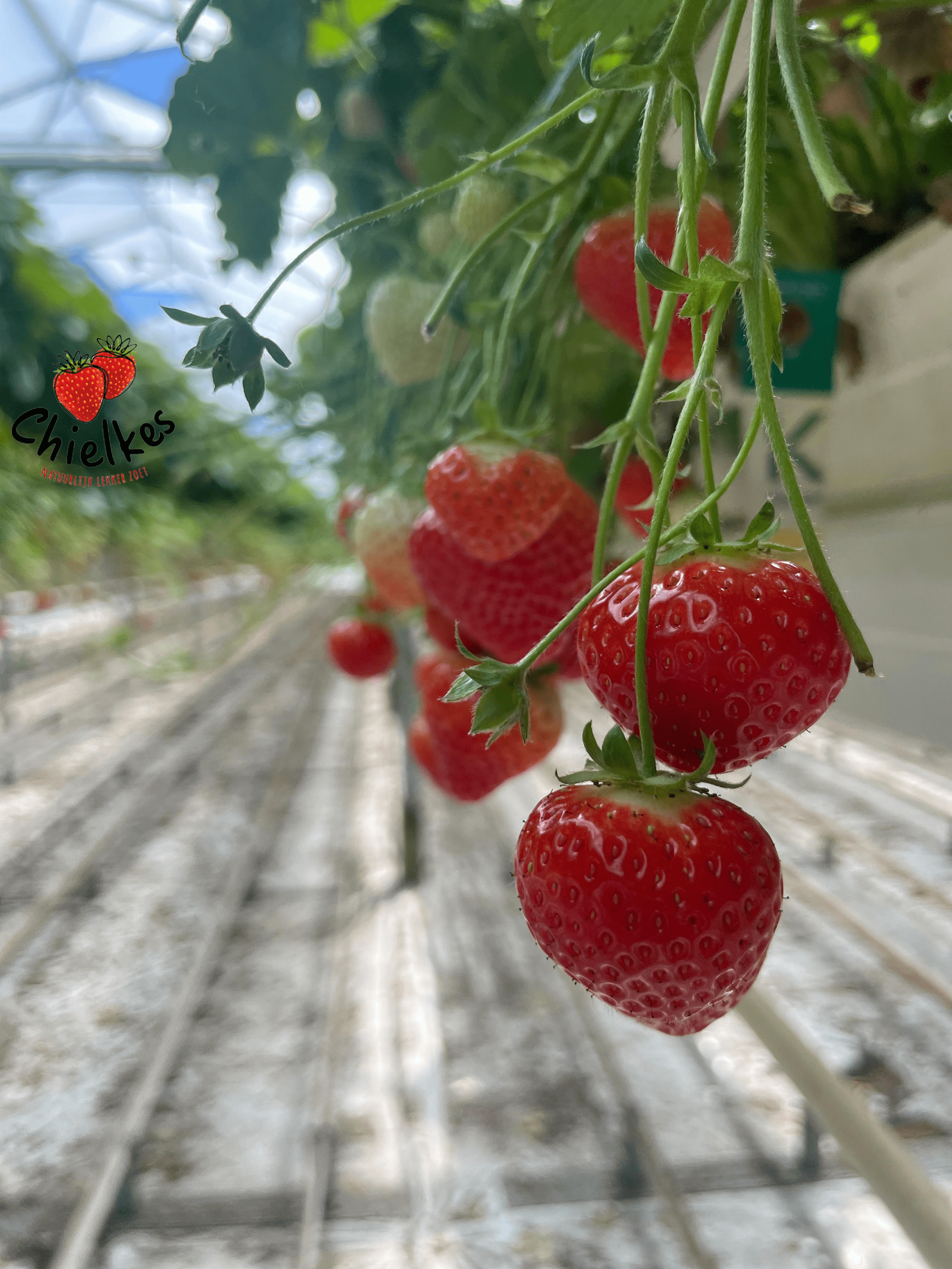 Waarom hebben we even geen aardbeien van Chielkes?